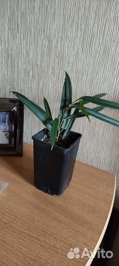 Али- фикус. Корделина