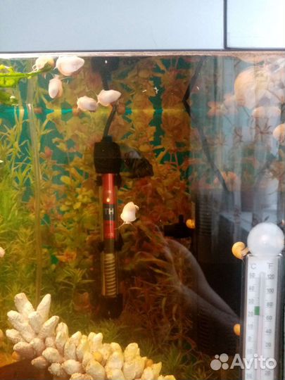 Улитки ампулярии