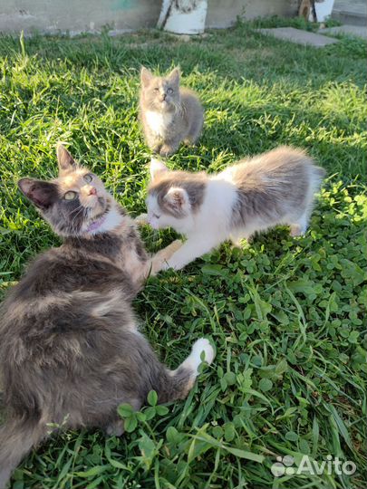 Котята в добрые руки мальчик