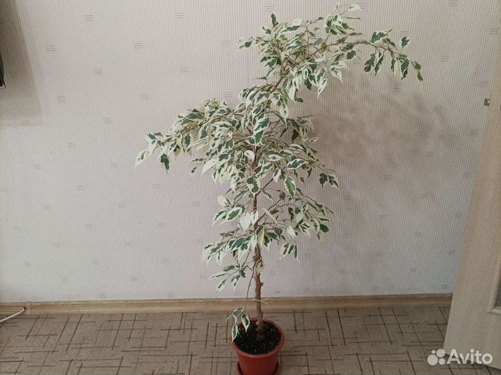 Фикусы Бенджамина