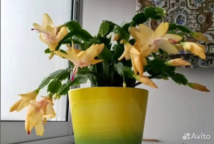 Декабристы и другие комнатные цветы