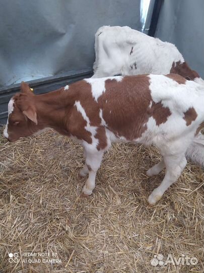 Телята бычки