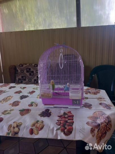 Волнистый попугай с клеткой мальчик и девочка