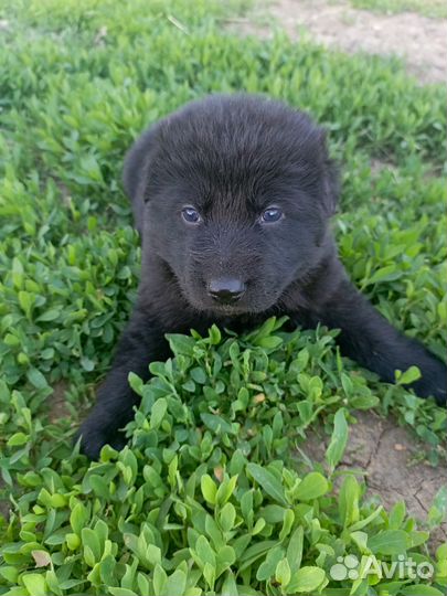 Немецкая овчарка