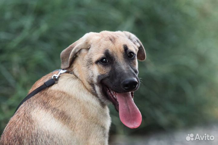 Собака в добрые руки отдам бесплатно