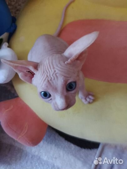 Котята,сфинкс канадский