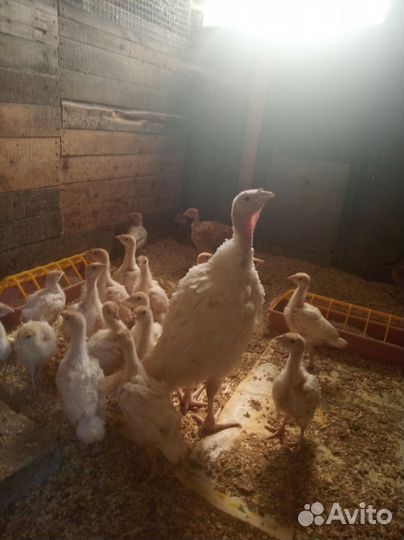 Бройлеры,несушки,индюшата