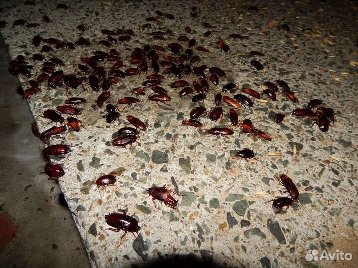 Уничтожение клопов тараканов кротов клещей комаров