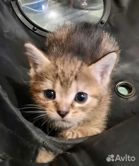 Кошка в дар