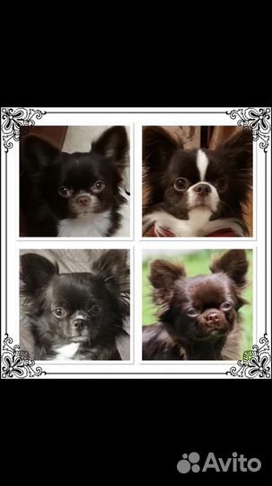 Вязка. Чихуахуа Три шоколадных, титулованных кобел