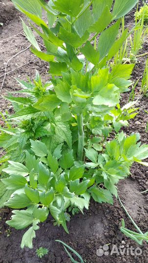 Ароматные пряные травы садовые