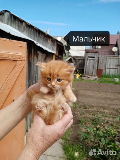 Шотландские котята