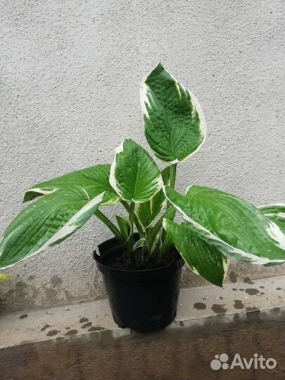 Хоста растение, цена разная