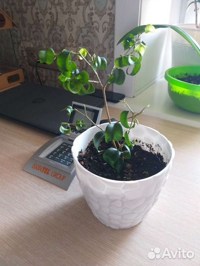 Фикус барок