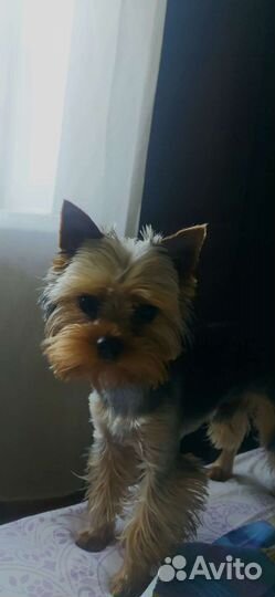 Йоркширский терьер мини, вязка