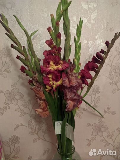 Луковицы гладиолусов