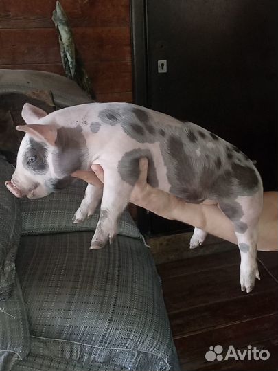 Поросята породы Пьетрен на племя