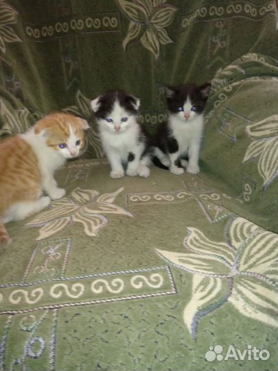 Котенок отдам в хорошие руки