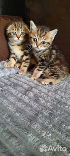 Котодетки