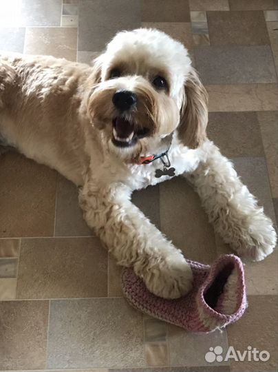 Передержка собак,кошек зооняня зоогостиница