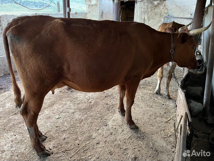 Коровы дойные молочные
