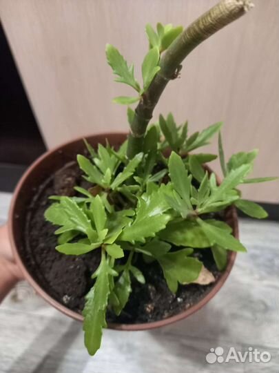 Каланхоэ оленьи рожки