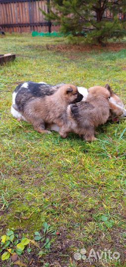 Щенки лайки