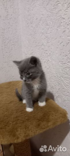 Мальчик - красавчик