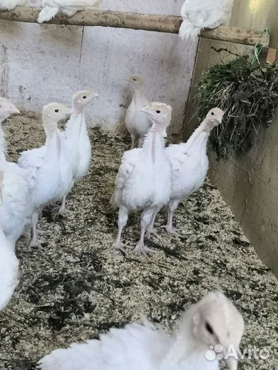 Индюшата подрощенные