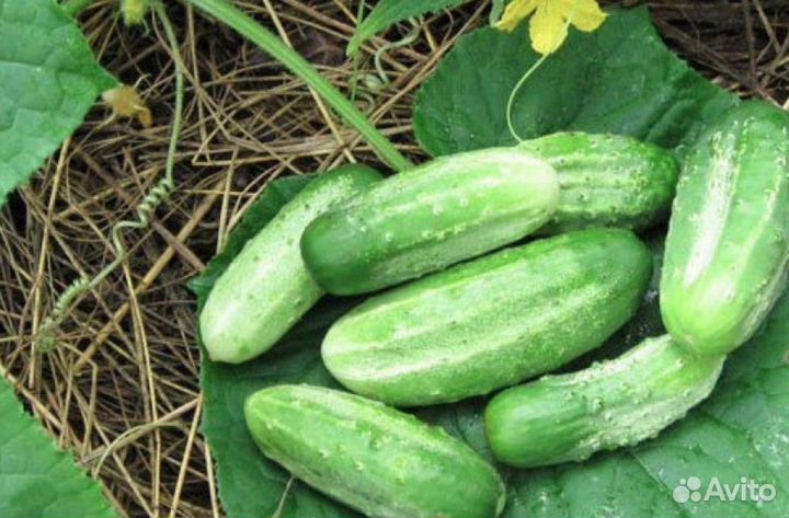 Рассада огурцов