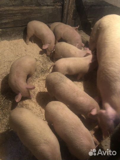Поросята