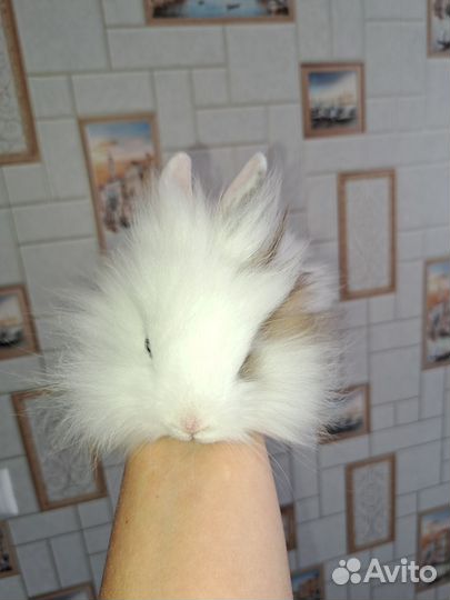 Декоративный кролик