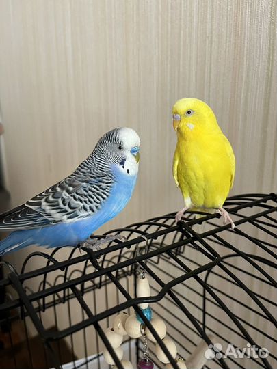 Волнистые попугаи с клеткой