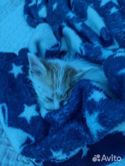 Рыжий котенок мальчик 2 месяца (или больше)