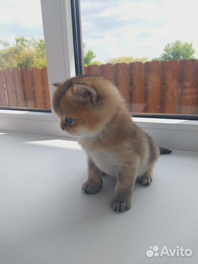 Шотландские котята