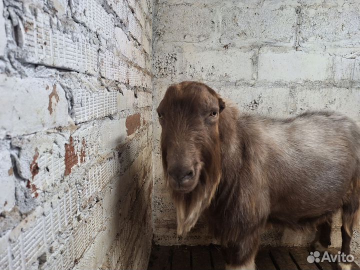 Козел ламанча, вязка, обмен, продажа