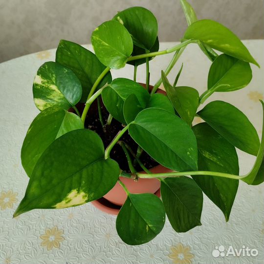 Комнатные цветы