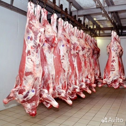 Мясо говядина в тушах