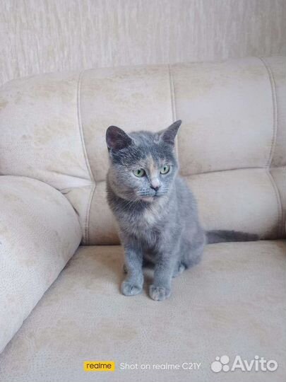 Котенок девочка в добрые руки