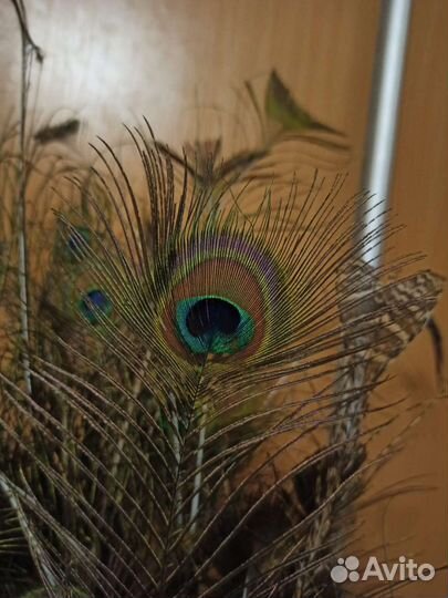 Павлиньи перья