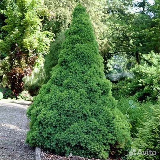 Ель канадская konica