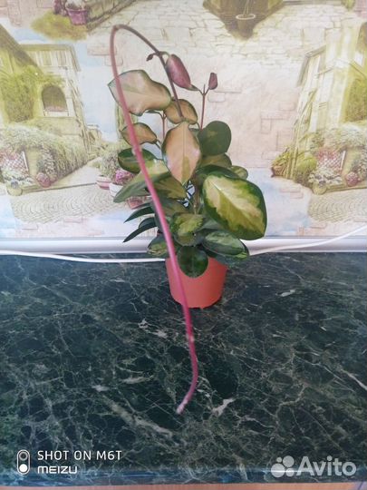 Хойя Аустралис Лиза