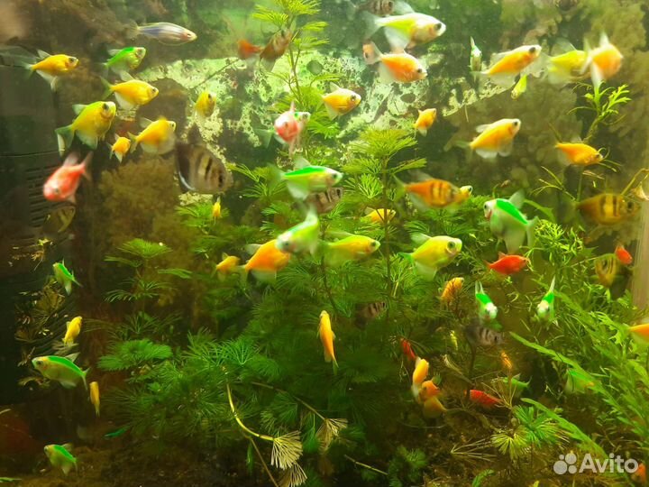 Анциструсы, данио, тернеция, гуппи, криветки