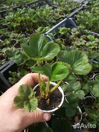 Рассада зкс клубники