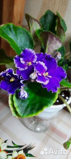 Сортовые фиалки