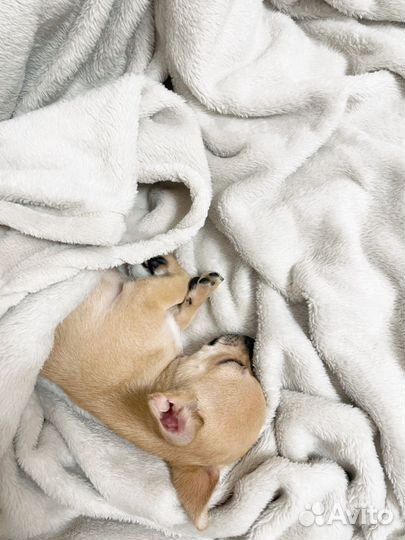 Собаки чихуахуа щенок