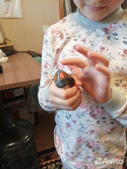 Продам птиц амадины зебровые