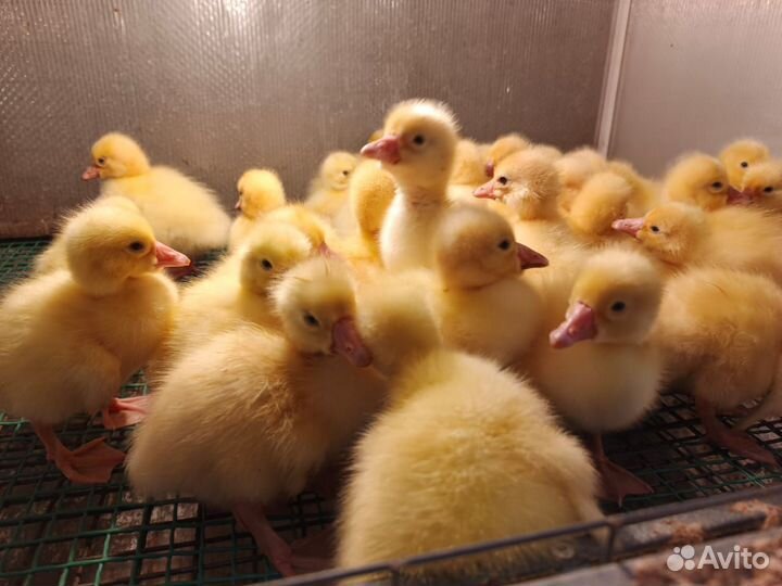 Цыплята бройлеры и все виды сх птиц