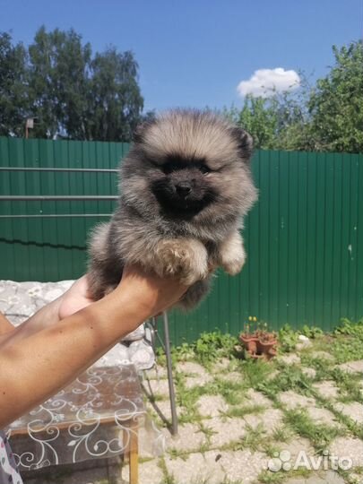 Померанский шпиц