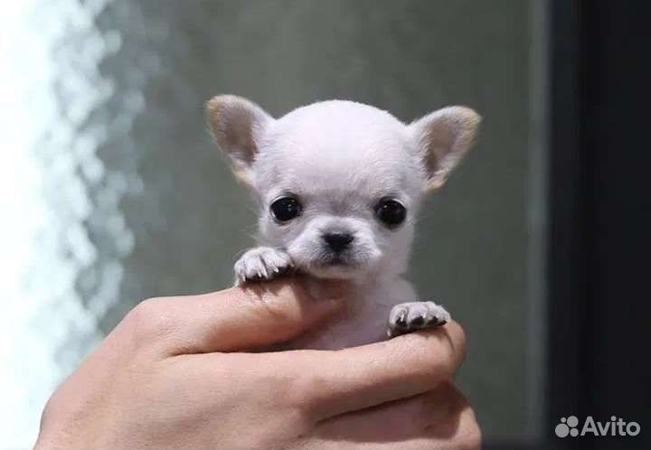 Микро чихва хва